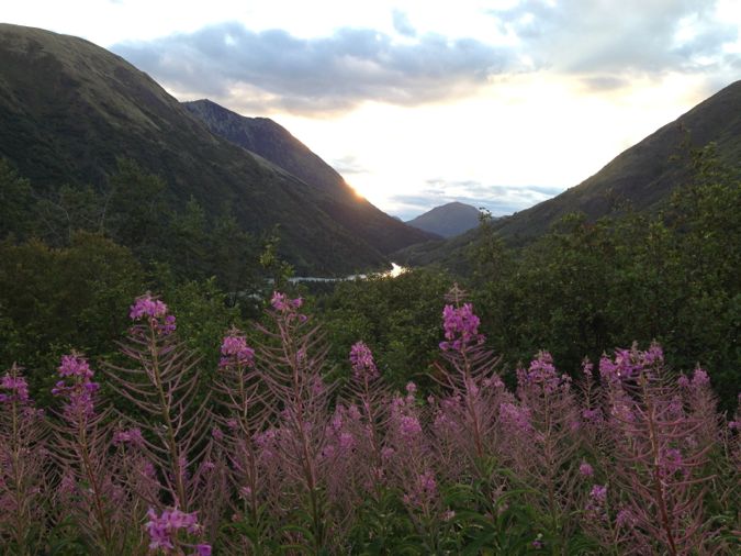 In the fireweed above Swan Lake.