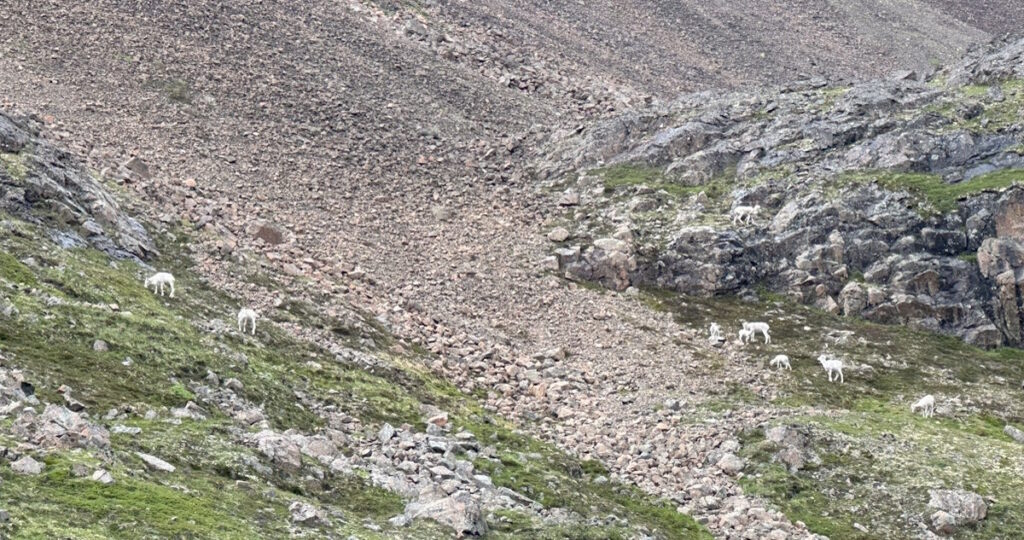 Herd of mountain goats